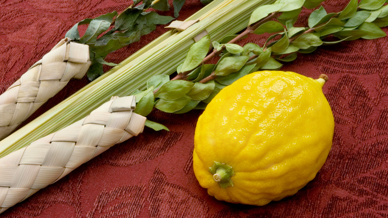 Lulav (date palm frond), hadass (myrtle), aravah (willow), and etrog (citron) on a red tablecloth