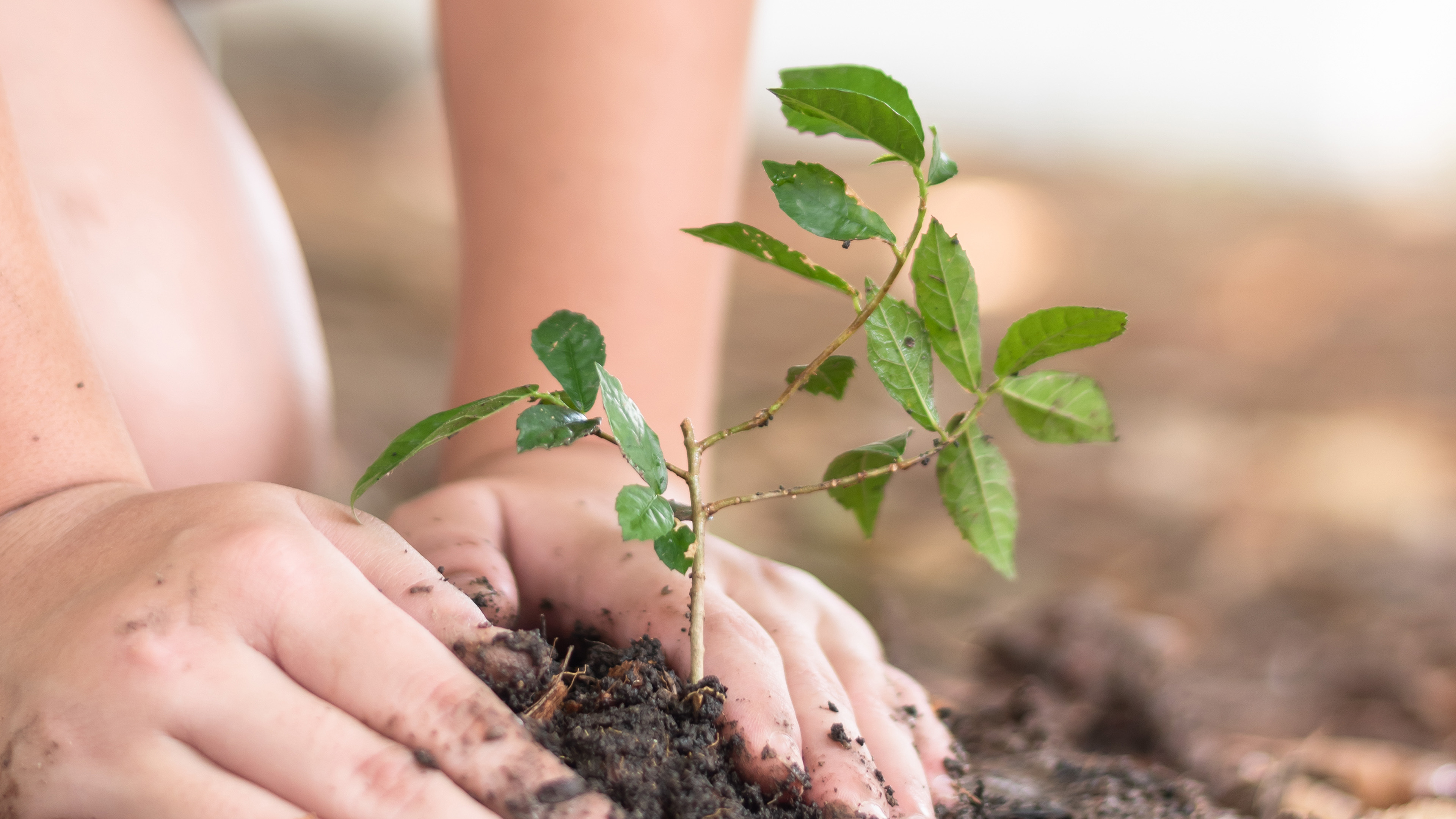 Tree planting growing on soil in child’s hand